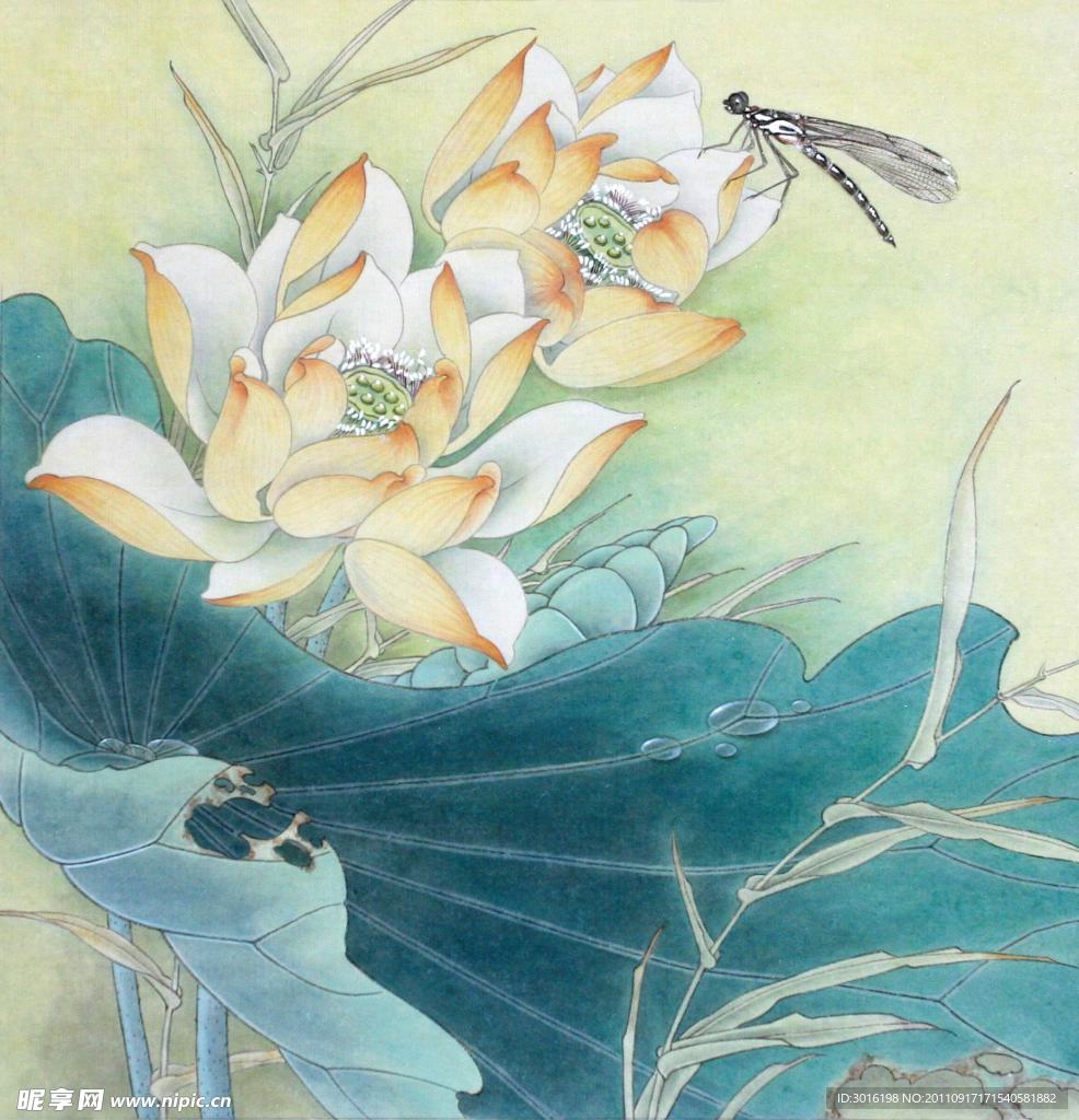 荷花