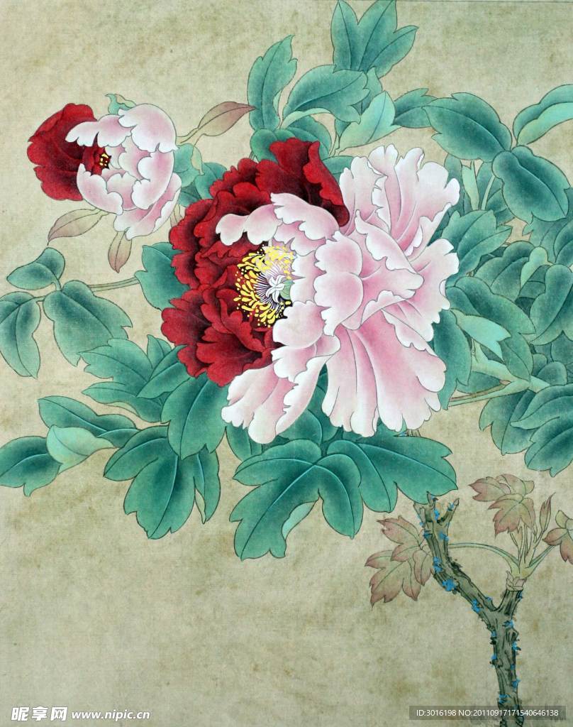 牡丹