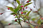 山茶花