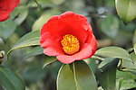 山茶花