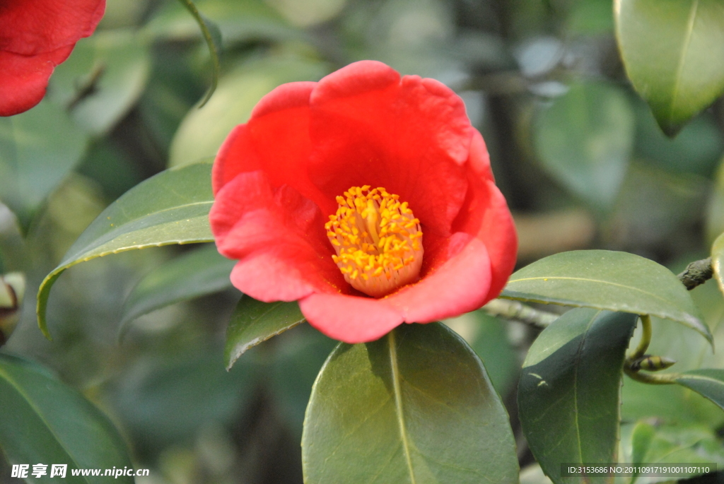 山茶花