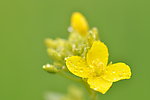 油菜花
