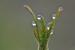 水珠 草