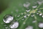 荷叶上的水珠