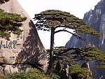 迎客松