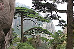 黄山松