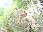 岩石 树木