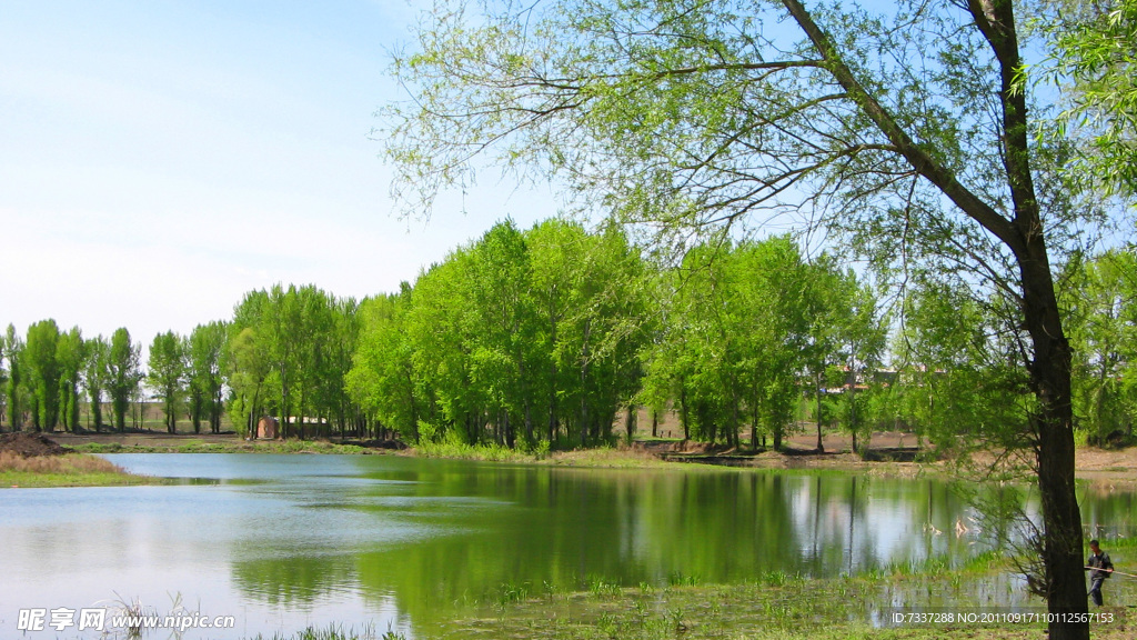 绿树 风景