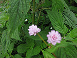 紫色小花