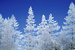 雪松