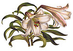 手绘百合花