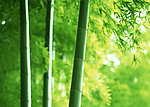 竹林