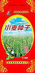 小麦种子
