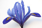 矮脚鸢尾花