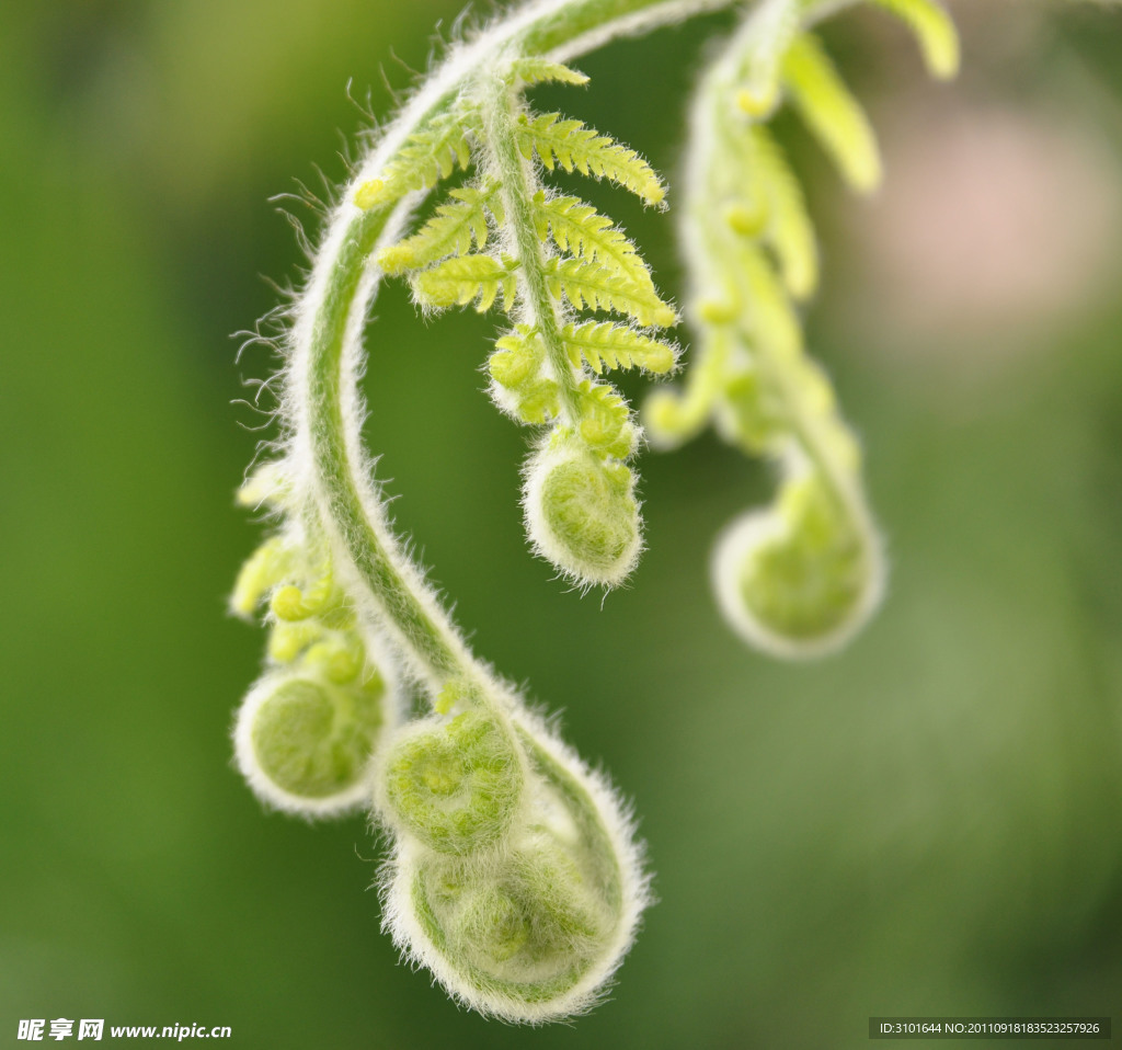 蕨类植物
