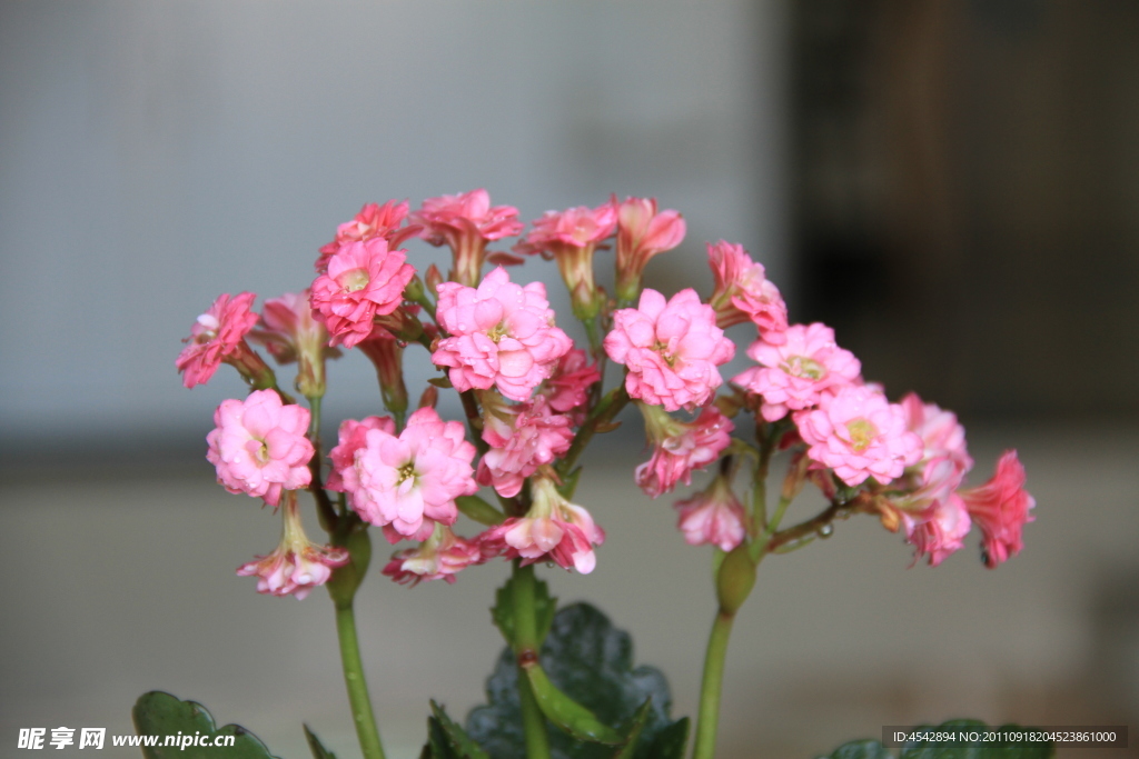 小花