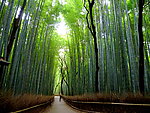 竹林