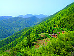 树林 森林