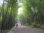 竹林