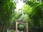 竹林