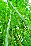 竹林