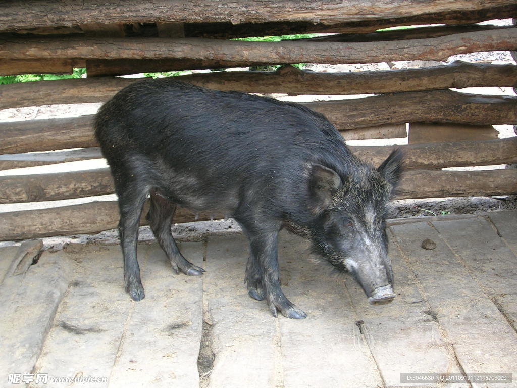 饲养野猪