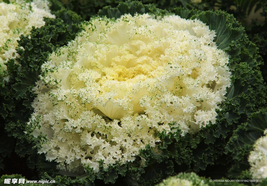 羽衣甘蓝