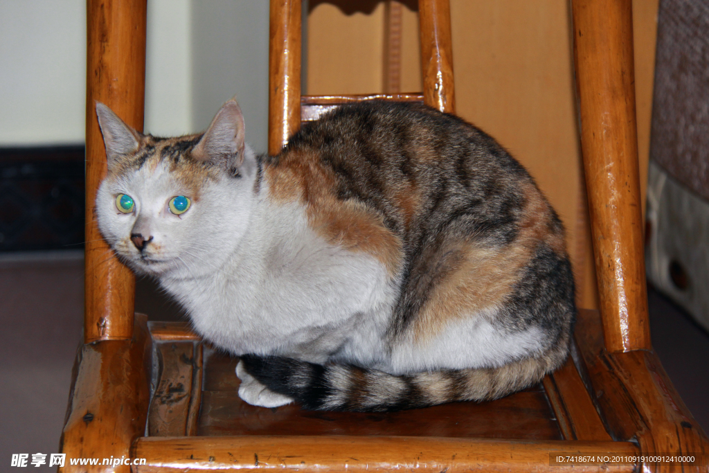 小猫