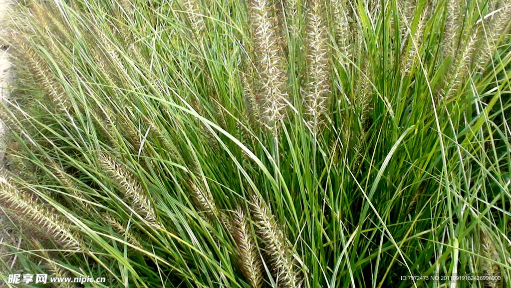 野草