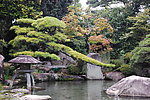 日本 松树