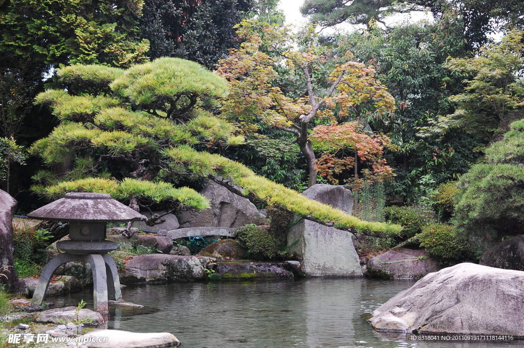日本 松树