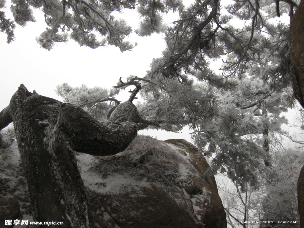 傲雪