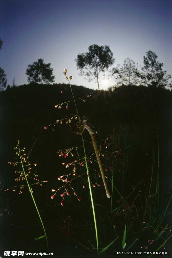 蜻蜓