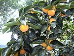 秋柿挂枝头