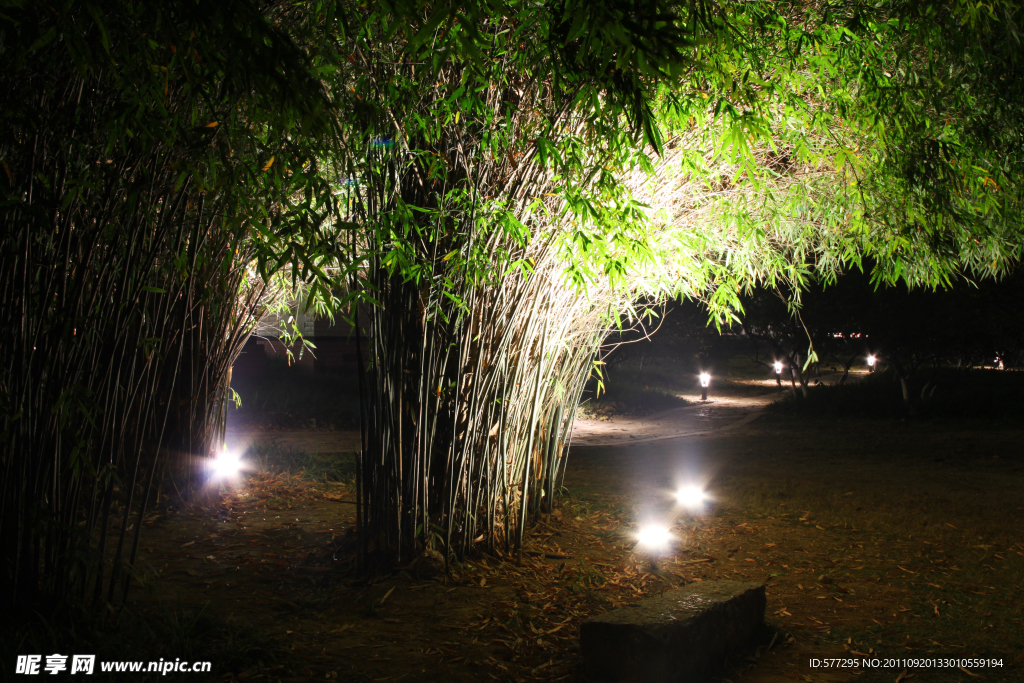 夜景竹林