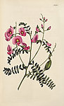 手绘豆角花