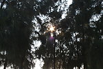 树叶里透出的阳光