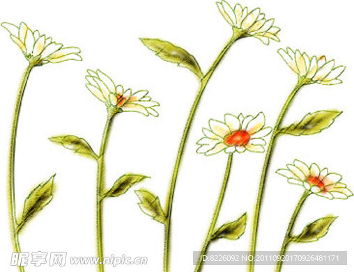 底纹花卉