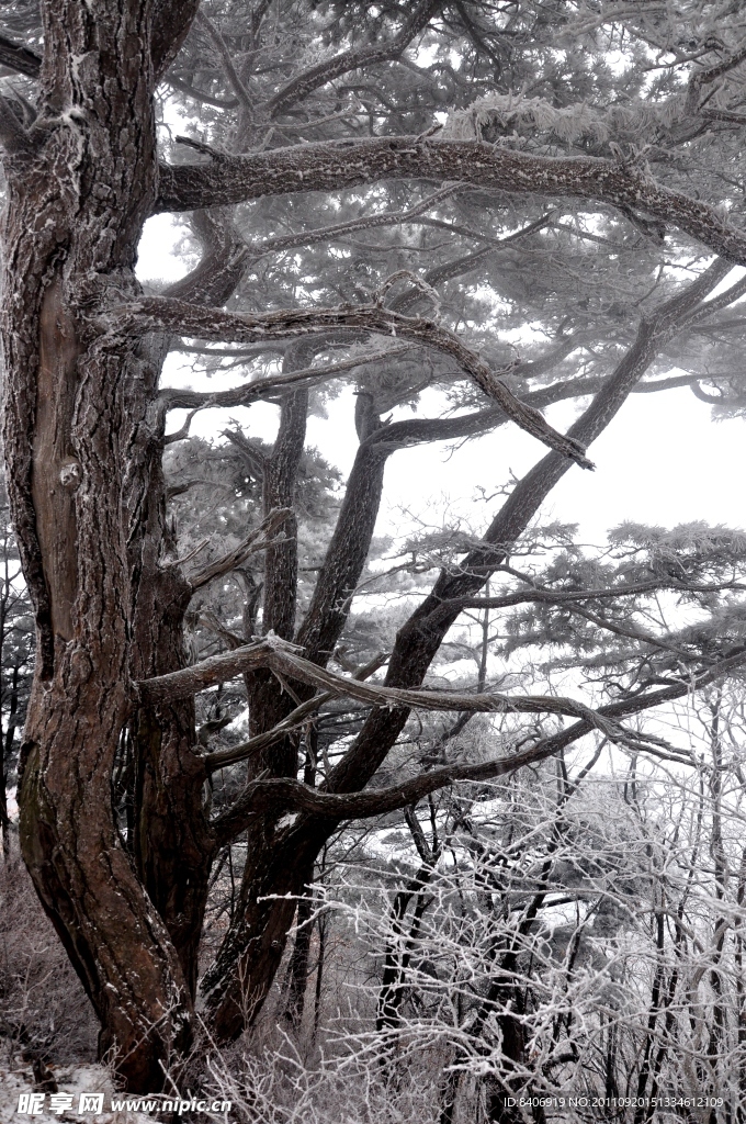 风雪 青松