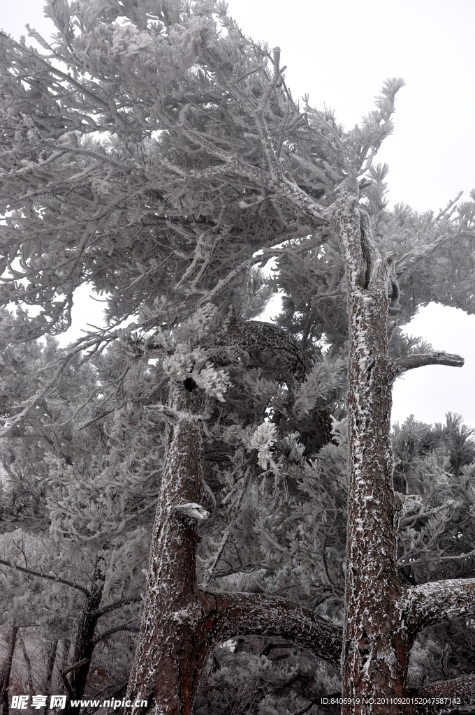 风雪 青松