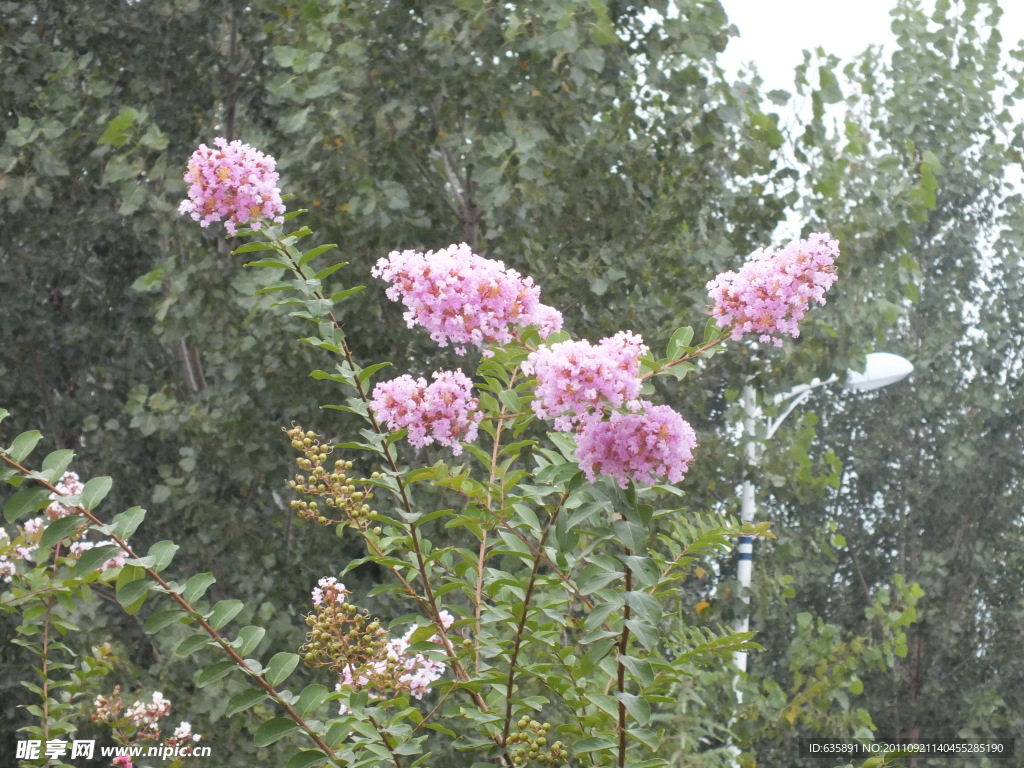 紫薇