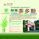 绿莱茶多酚