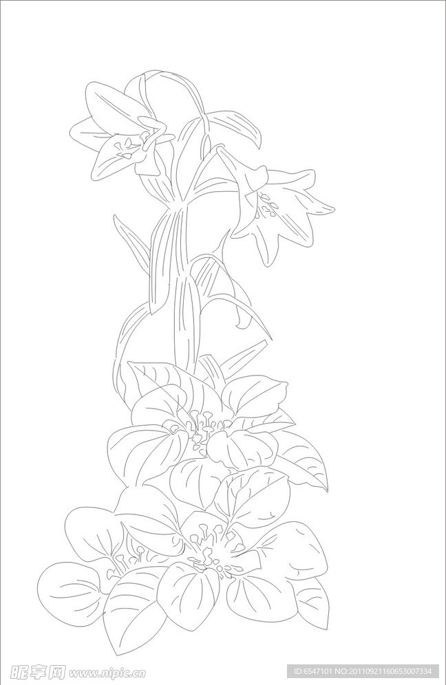 百合花