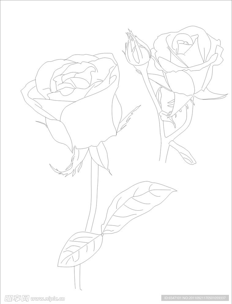 玫瑰花