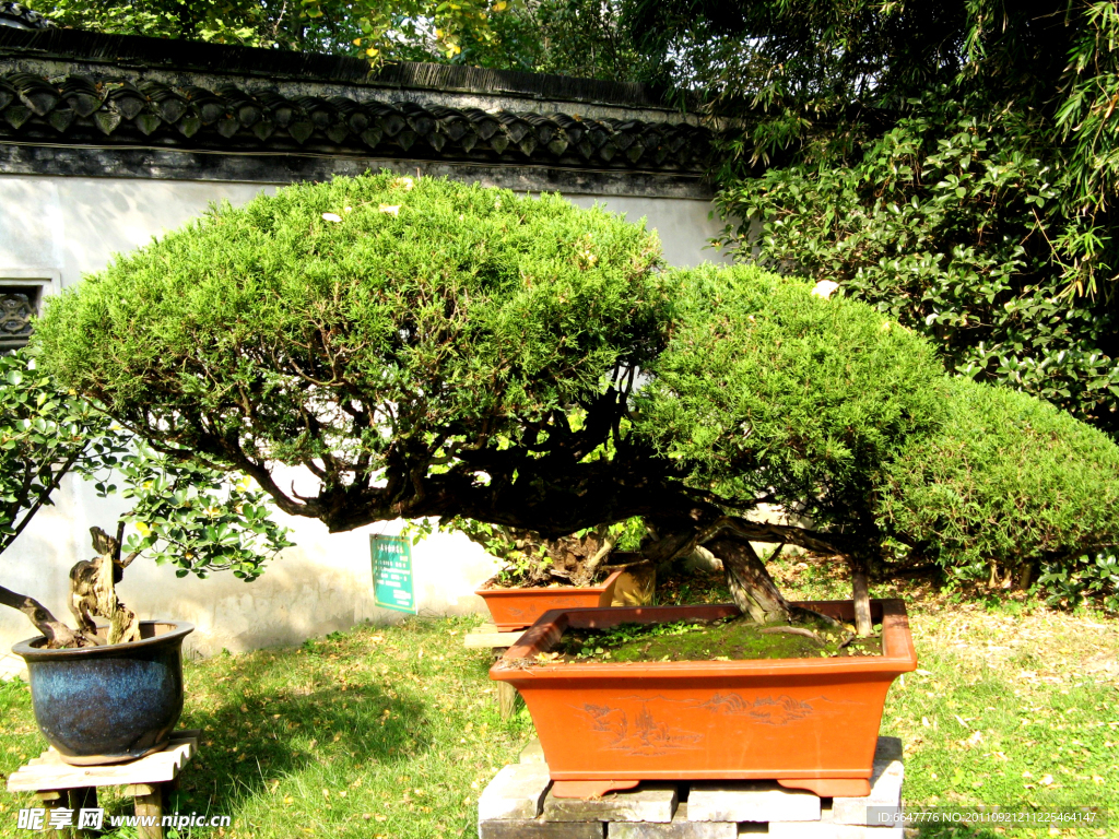 盆景