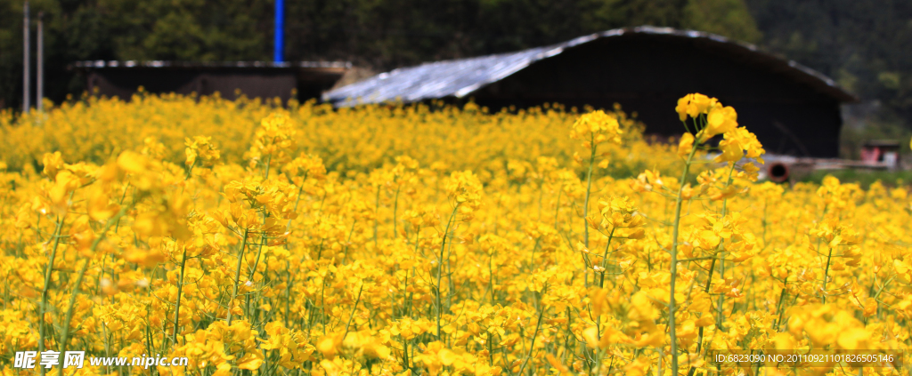 油菜花地