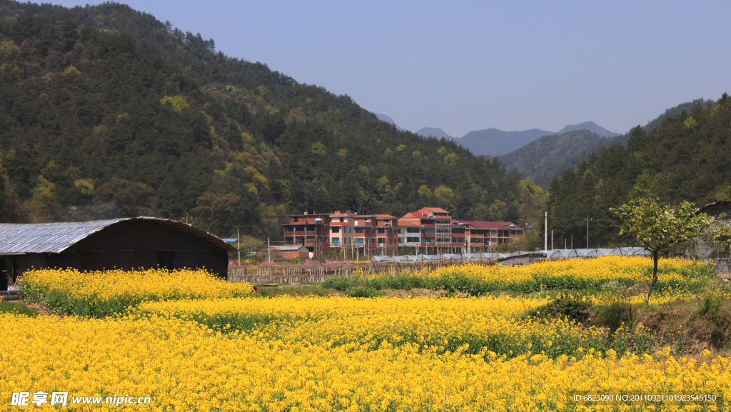 油菜花地