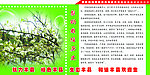 梨的栽培历史