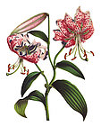 手绘百合花