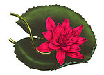 手绘莲花